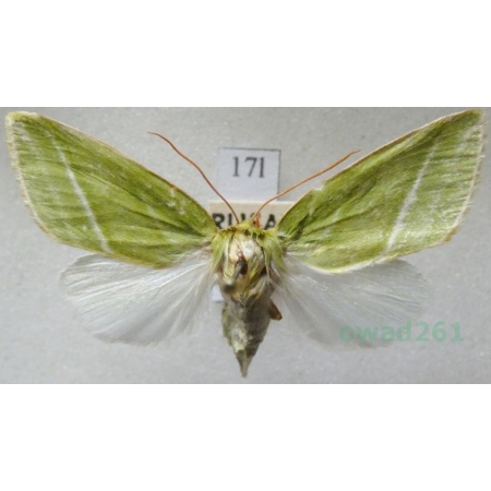 Pseudoips prasinana (Linnaeus, 1758) female Zielonka ukośnica Czech17l